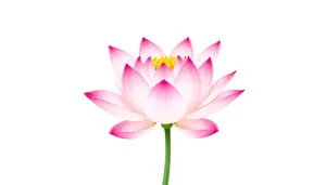 Pink Lotus Flower Icon with Colorful Design Element