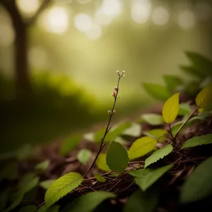 Vibrant Cassia Leaves in a Forest