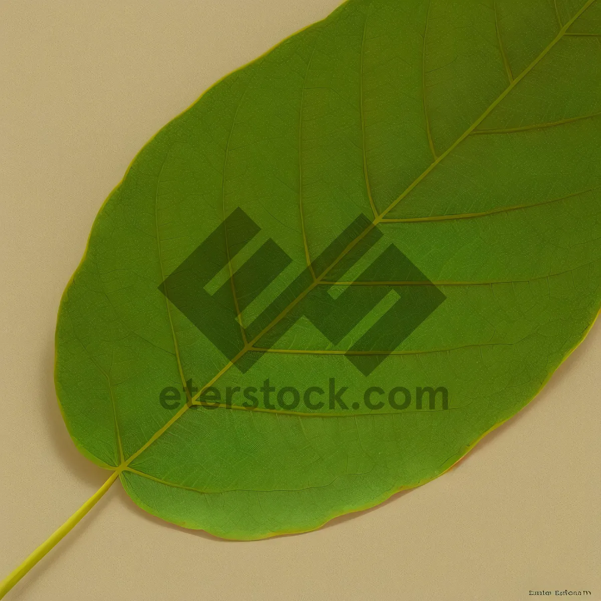 Picture of Vibrant Foliage: Wild ginger plant leaves in spring