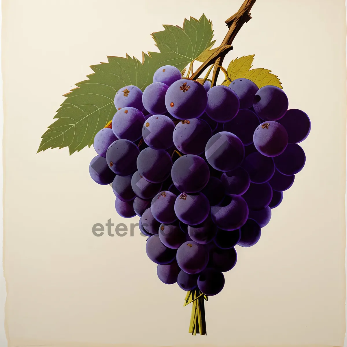 Picture of Juicy Harvest: Vibrant Purple Grapes in Autumn Vineyard