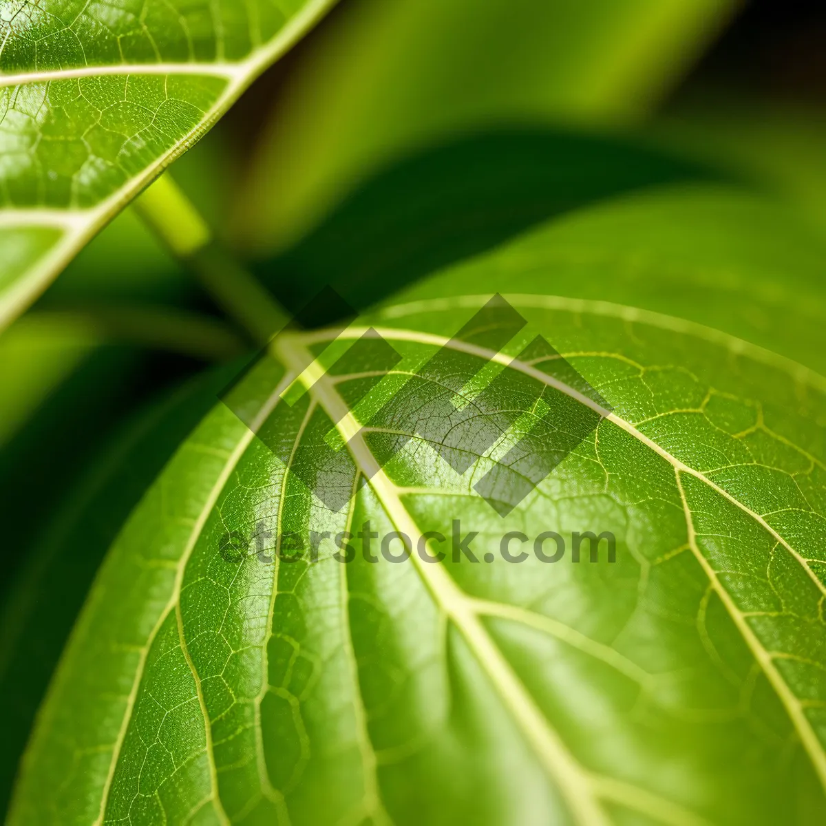 Picture of Vibrant Foliage in a Fresh Garden