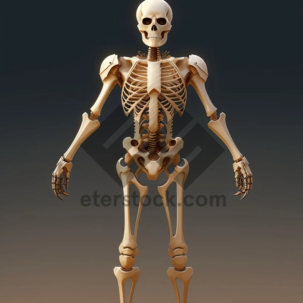 Picture of Anatomical Male Sculpture - 3D Human Skeleton Bust