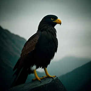 Wild Eagle with Piercing Yellow Eye