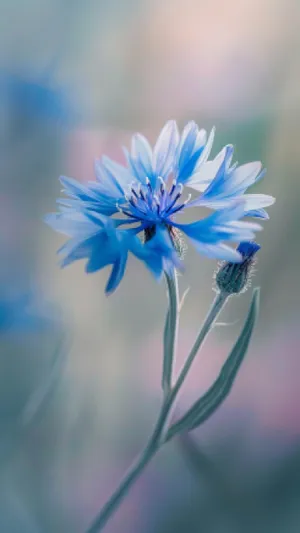 Bright floral garden bloom closeup