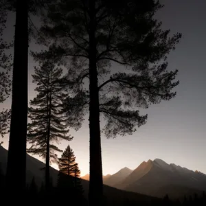 Sunset Silhouette of Majestic Pine Trees in Scenic Forest Park