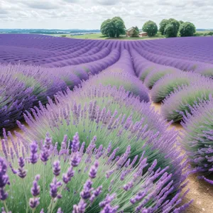 Colorful Lavender Blooms in Rural Landscape