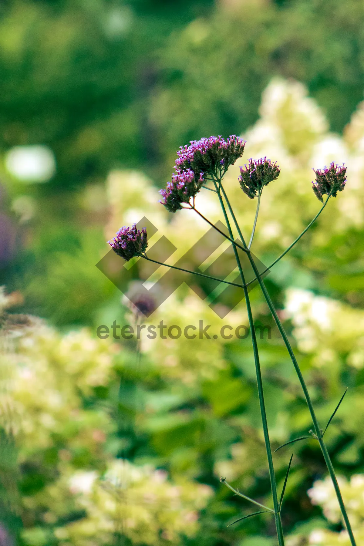 Picture of Wild Summer Meadow with Blooming Flowers and Insects