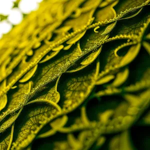 Savoy Cabbage: Leafy Shrub with Textured Leaves