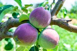 Fresh Apple Harvest in Organic Garden