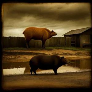 Majestic Swine Grazing in Rural Pasture