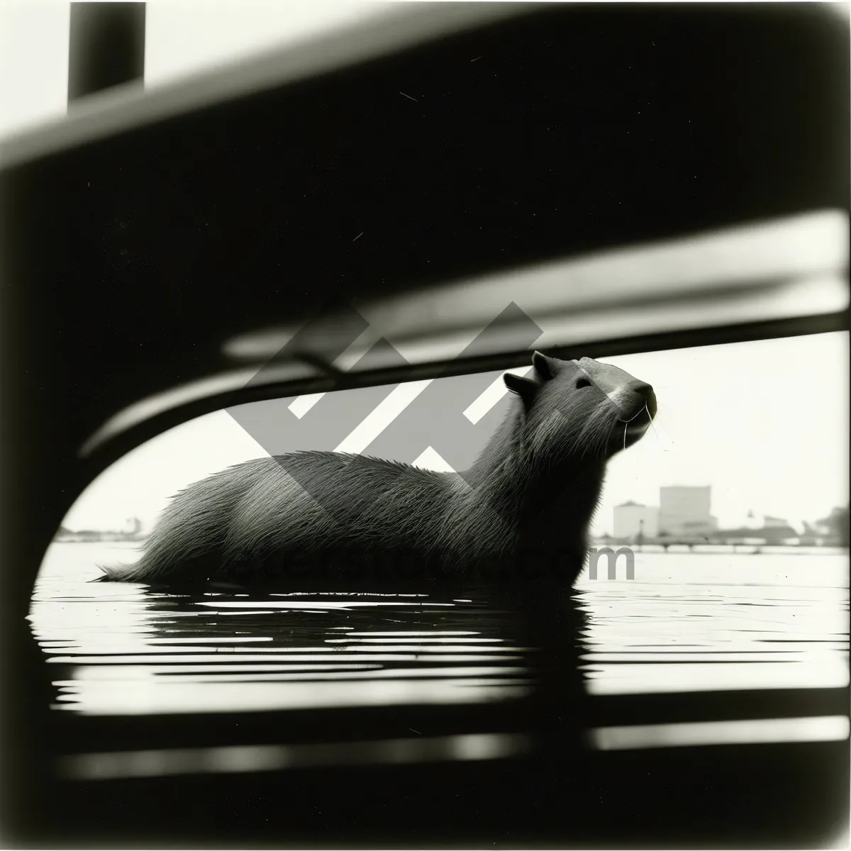 Picture of Playful Marine Wildlife at the Ocean's Edge