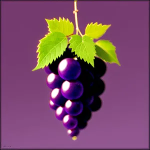 Vibrant Grapevine in a Leafy Vineyard
