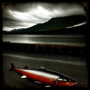 Coho Salmon - Fresh Catch in Open Waters