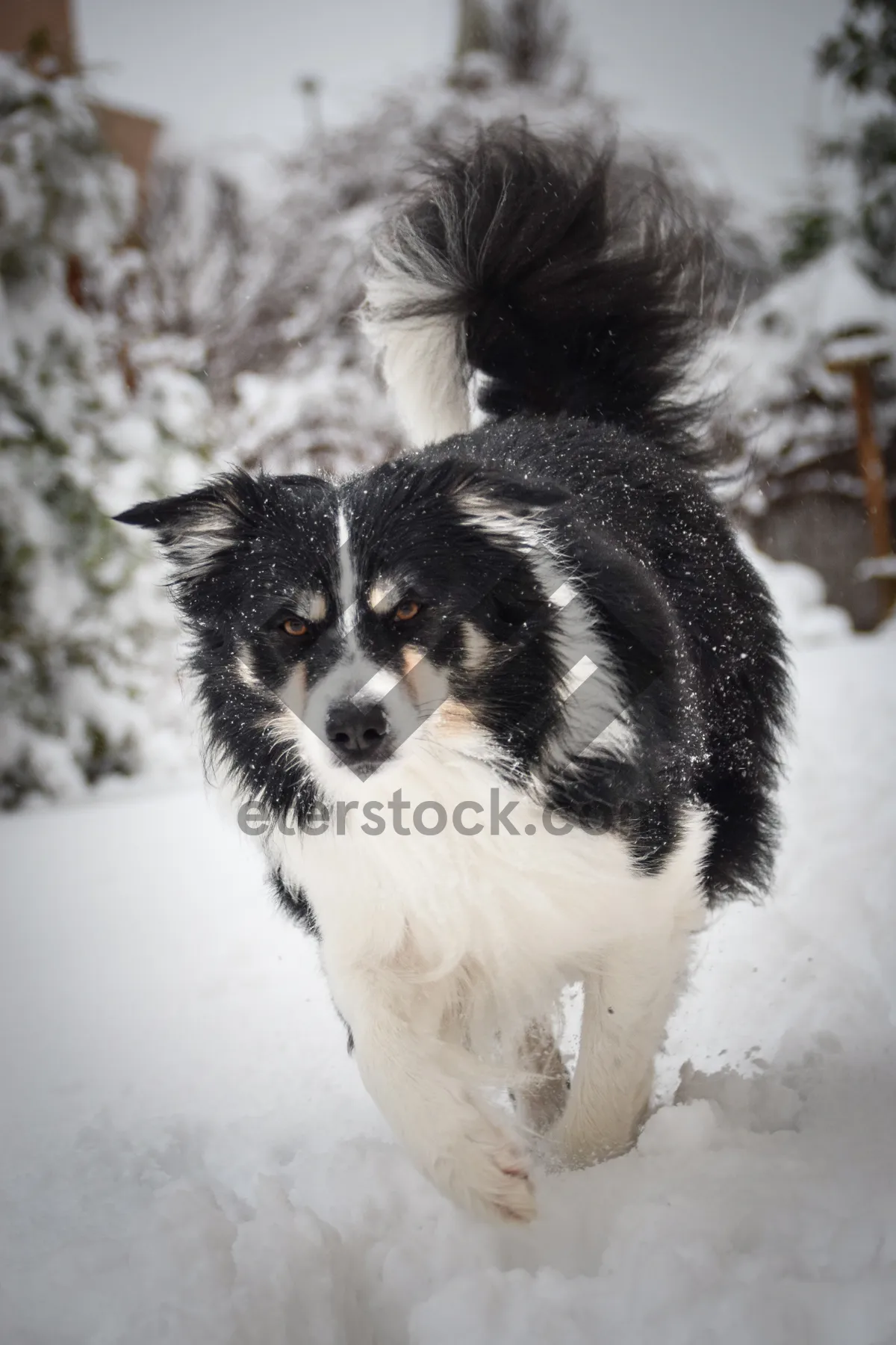 Picture of Adorable Border Collie Puppy in Studio Portrait Shot