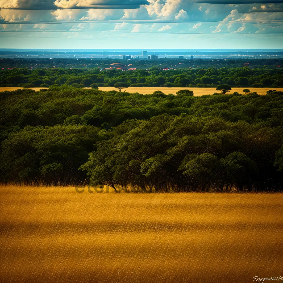 Picture of Idyllic Summer Farm Landscape Under Clear Skies