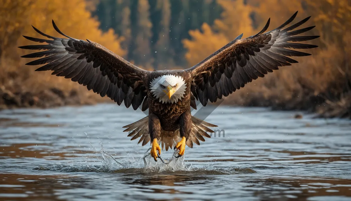 Picture of Majestic Bald Eagle Soaring Over Water and Wildlife