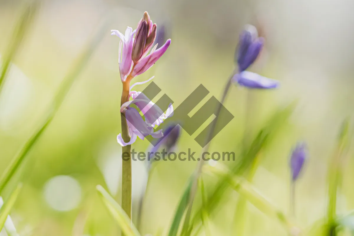 Picture of Colorful Tulip Blossoms in a Summer Garden