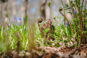 Summer Field with Carnivorous Plant