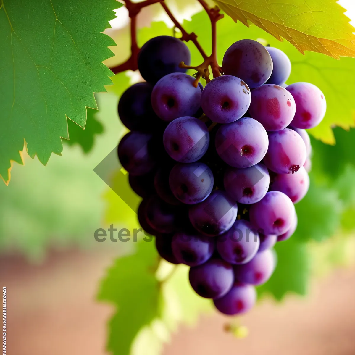 Picture of Juicy Autumn Harvest: Organic Purple Grape Bunch