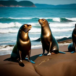 Sandy Sealion basks on picturesque coastal island