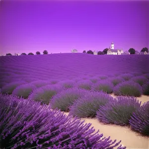 Nighttime Lavender Fireworks Illuminating Festive Celebration