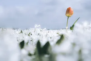 Close-up White Blossoms in Spring Meadow