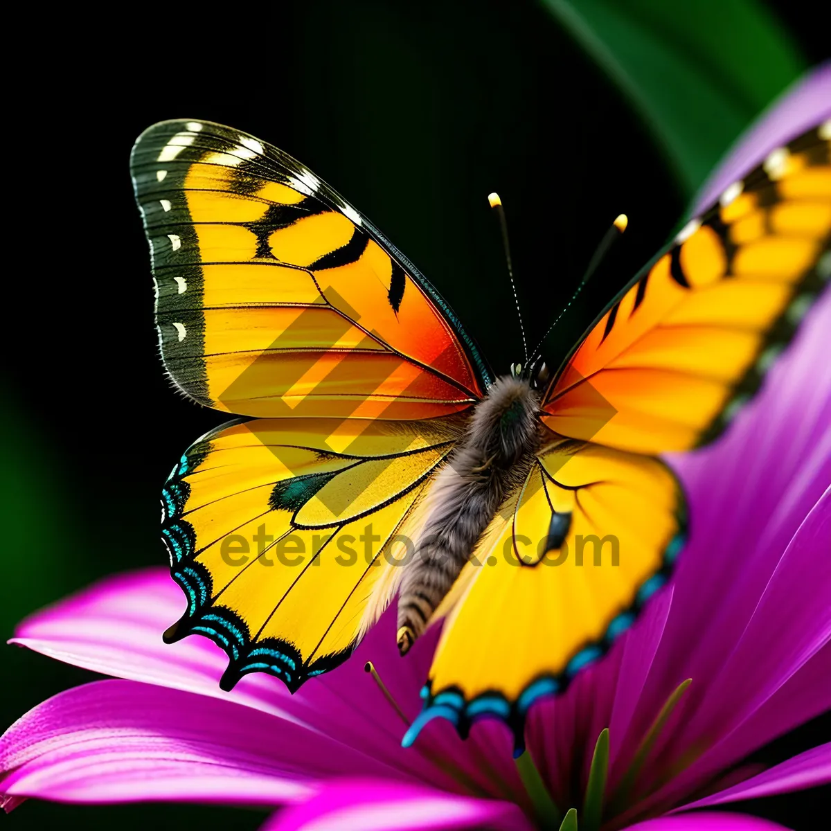 Picture of Colorful Monarch Butterfly on Vibrant Viola Flower