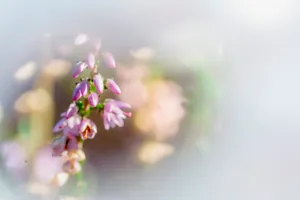 Floral Blossom in Spring Garden