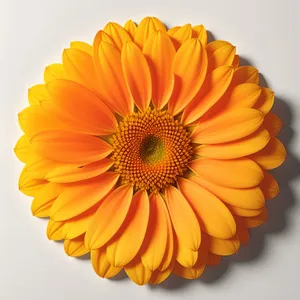 Bright Floral Bloom: Colorful Sunflower Petals in Full Bloom