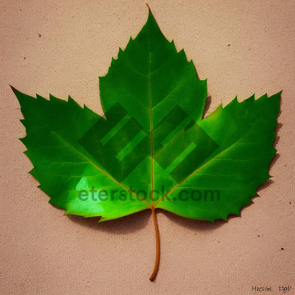 Picture of Vibrant Foliage of a Summer Fig Tree