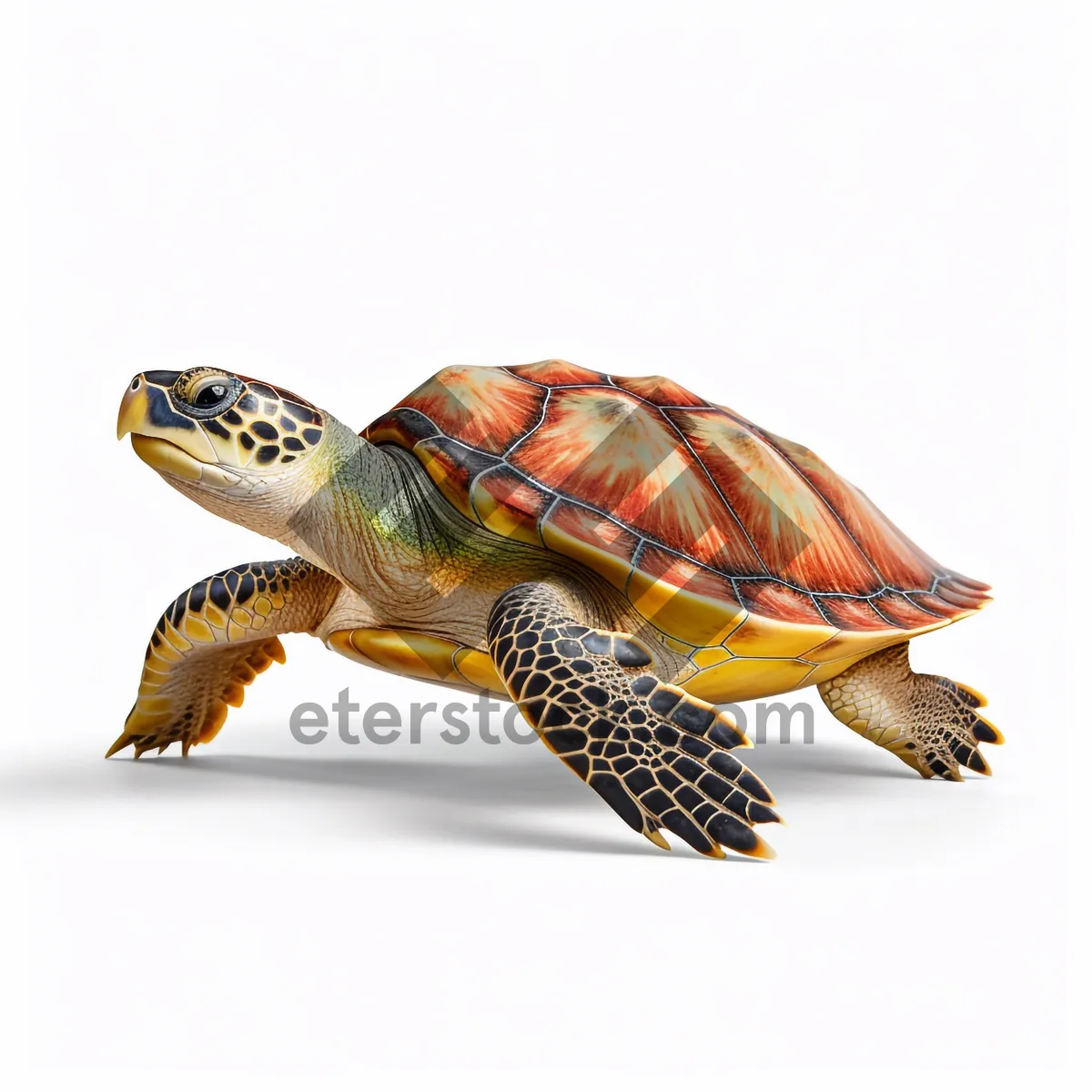 Picture of Reptile creature by the sea - Terrapin Turtle Shell