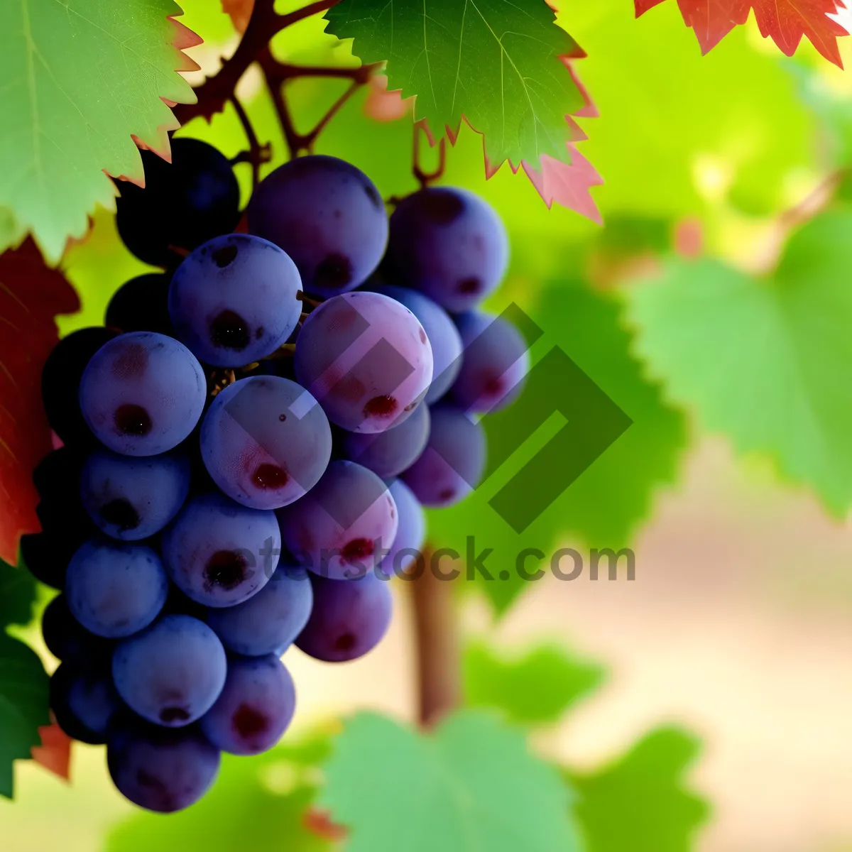 Picture of Fall Harvest: Juicy Organic Purple Grapes on Vine