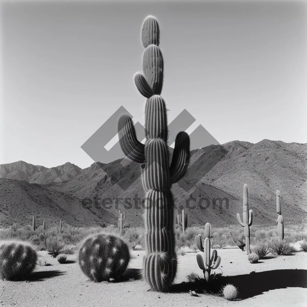 Picture of Desert Sunset: Majestic Saguaro in Vibrant Landscape