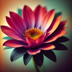 Petal Bliss: Vibrant Lotus Blossom in Full Bloom