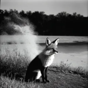 Fluffy Red Fox Portrait