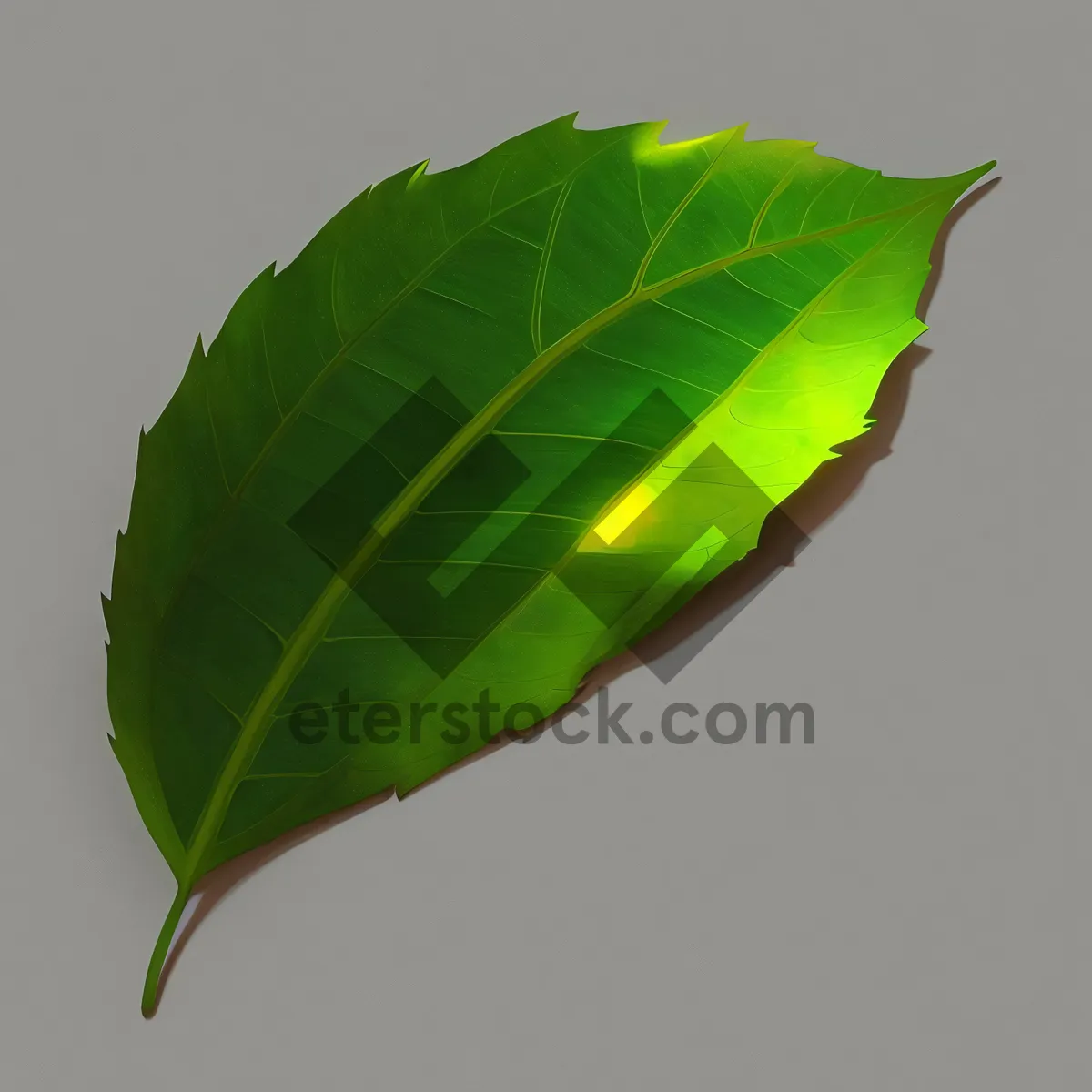 Picture of Lush Fig Tree Leaves in Spring Garden