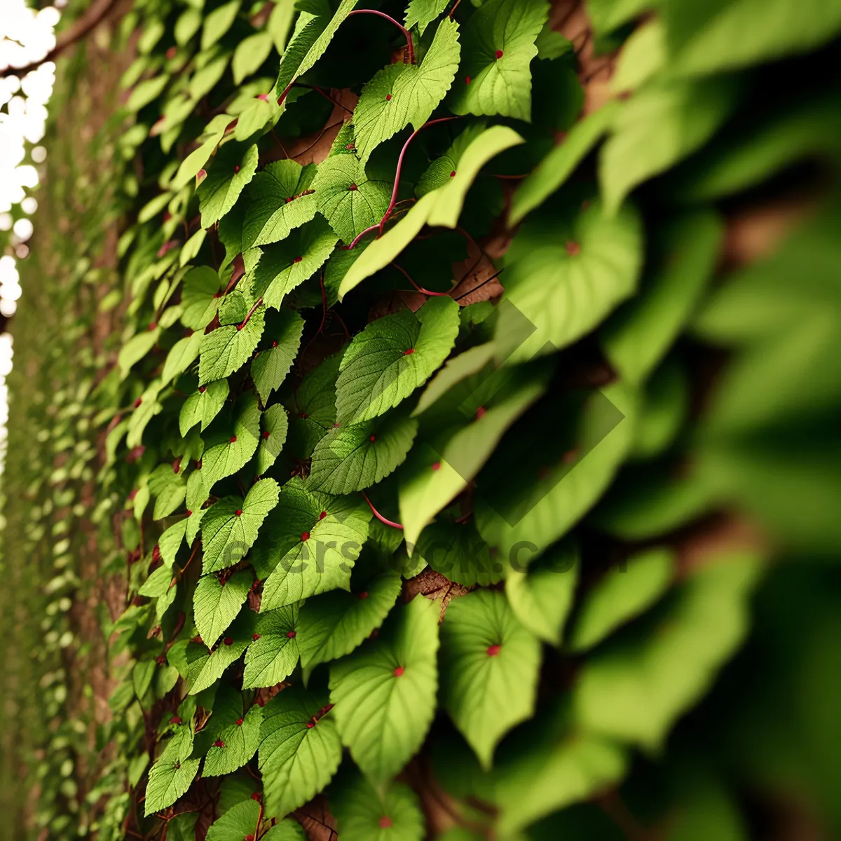 Picture of Lush Forest Foliage: A Vibrant Tapestry of Leaves