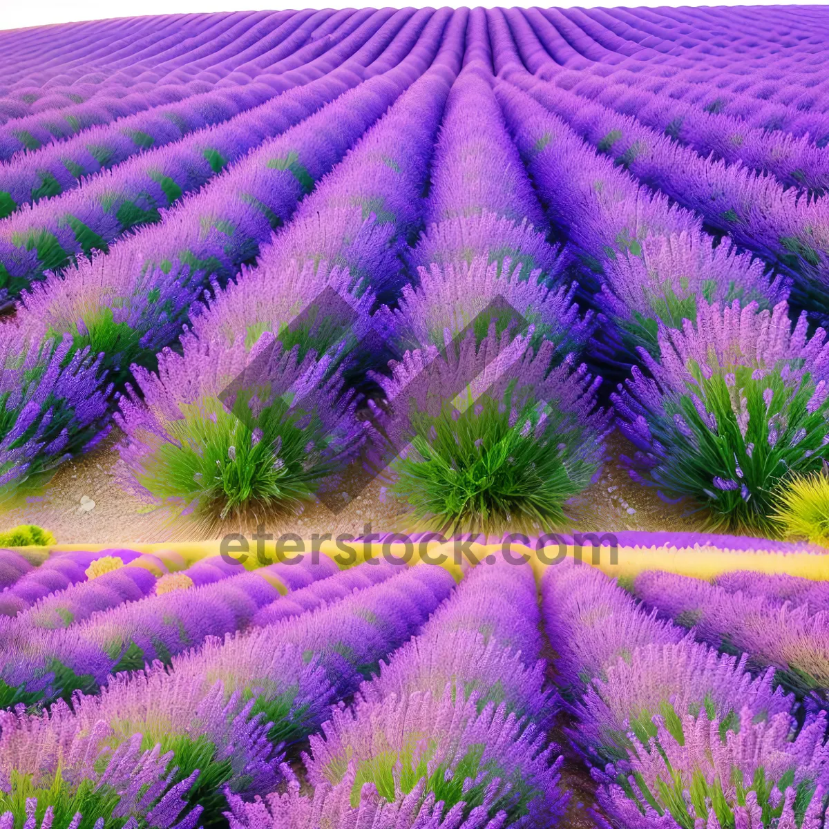 Picture of Nighttime Lavender Fireworks: Vibrant Purple Floral Celebration