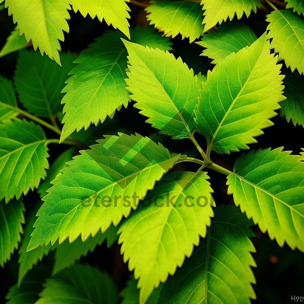 Picture of Vibrant Spring Foliage in Lush Forest