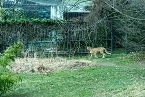 Wildcat in the Grass at Safari Park