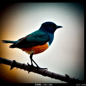 Wild Robin perched on branch with vibrant feathers.