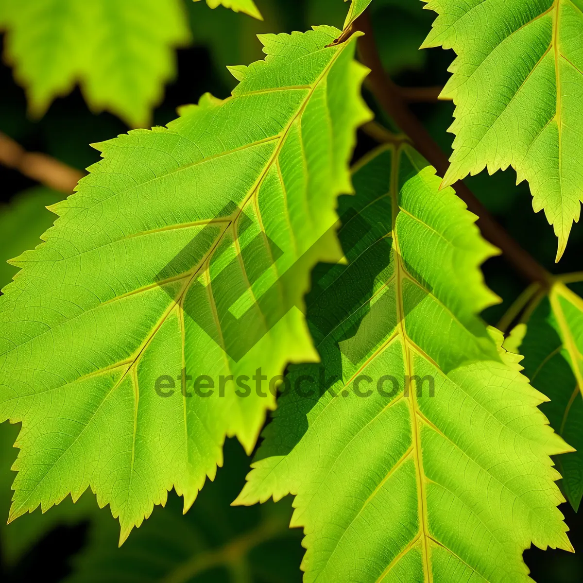 Picture of Lush Maple Leaves in Sunlit Forest