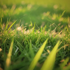 Lush Summer Meadow with Vibrant Green Vascular Plants