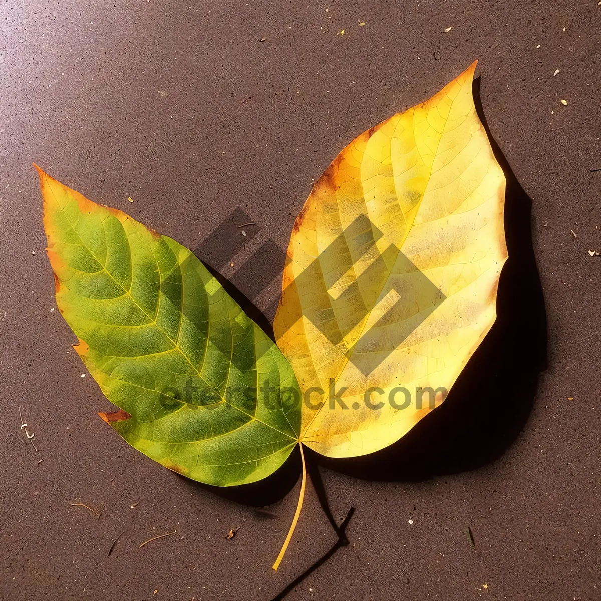 Picture of Autumn Maple Leaf - Vibrant Fall Foliage