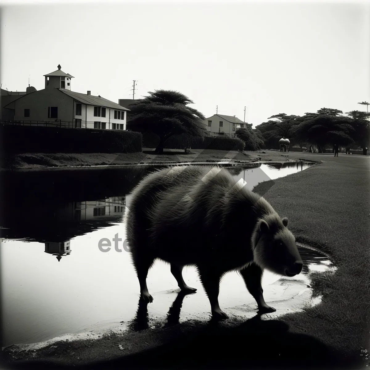 Picture of Wild Boar on Farm Drinking Water