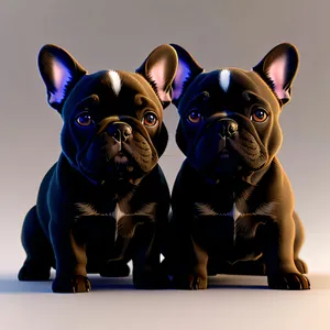 Black French Bulldog puppies with eyes full of expression, exuding an irresistible charm