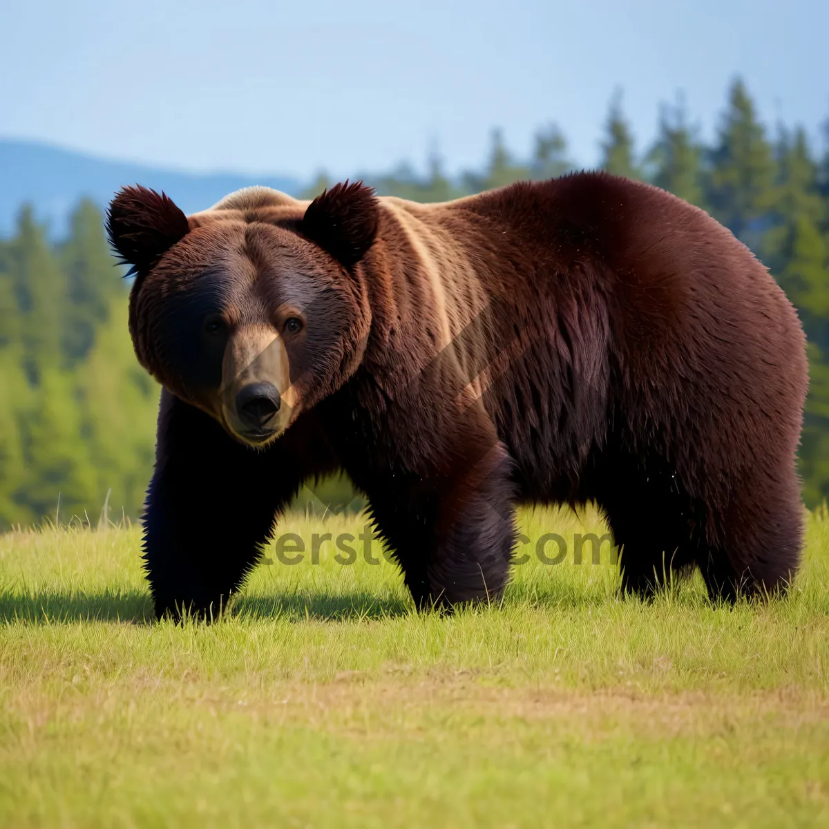 Picture of Brown Bear in the Wild with Vibrant Fur