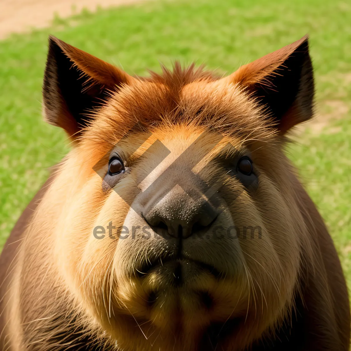 Picture of Brown Stallion Grazing in Rural Meadow