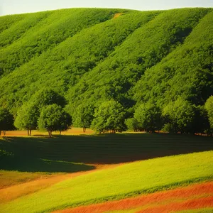 Rural Landscape with Rolling Hills and Rapeseed Fields