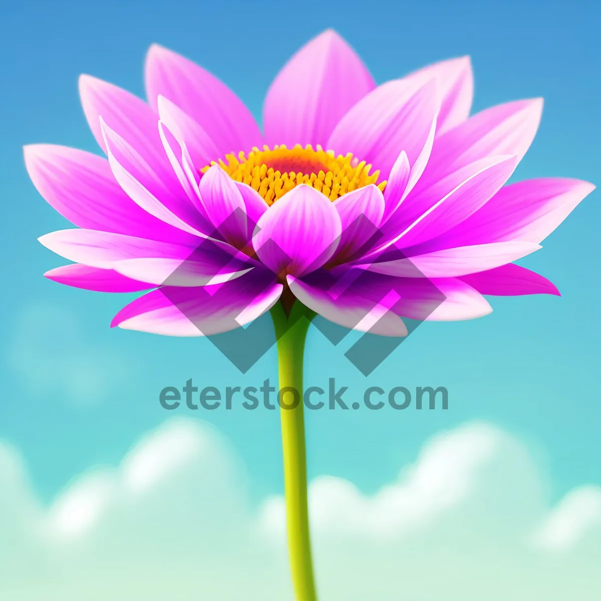 Picture of Vibrant Lotus Bloom in Pink and Purple